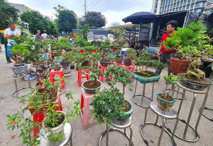 Người bán cây đến từ các vùng trồng hoa, cây cảnh khác nhau, tụ tập về đây mỗi khi phiên chợ tới.