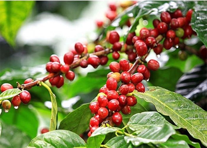 Ảnh minh họa.https://kinhtexaydung.petrotimes.vn