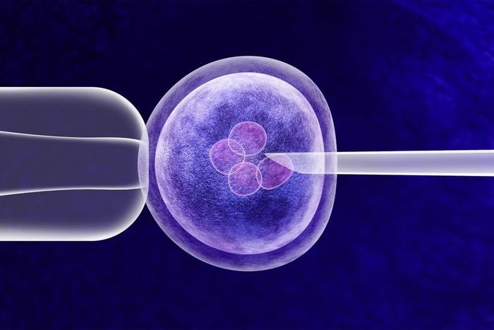 Minh họa quá trình thụ tinh trong ống nghiệm IVF.