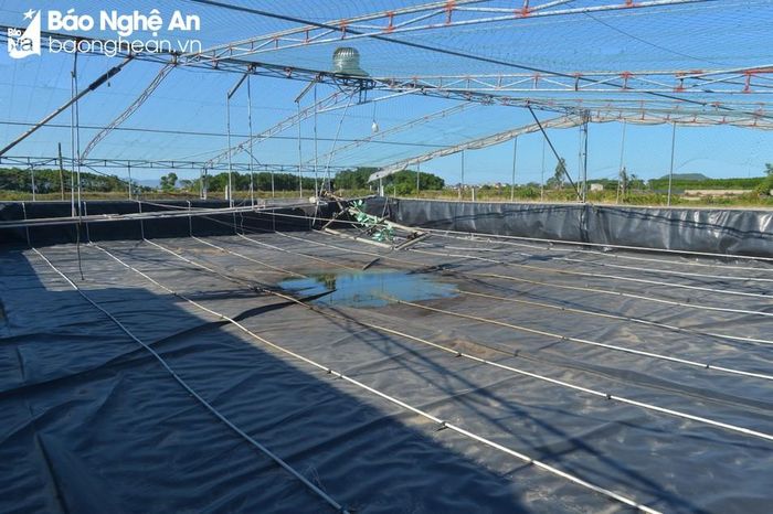  Một số đầm tôm ở huyện Quỳnh Lưu được người dân đầu tư hàng tỷ đồng nhưng nay đều bỏ hoang. Ảnh: Văn Trường 