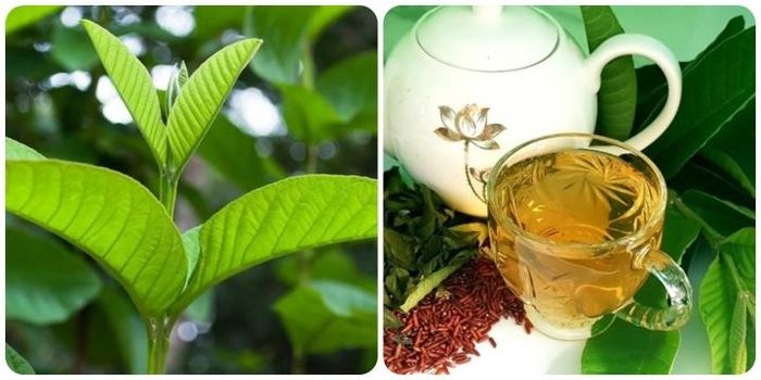 Uống nước lá ổi thay nước lọc được không là băn khoăn của nhiều người.