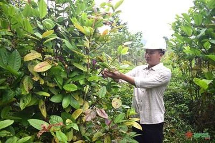 Nhiều hộ dân ở huyện Ba Chẽ (Quảng Ninh) chuyển sang trồng cây trà hoa vàng để phát triển kinh tế.