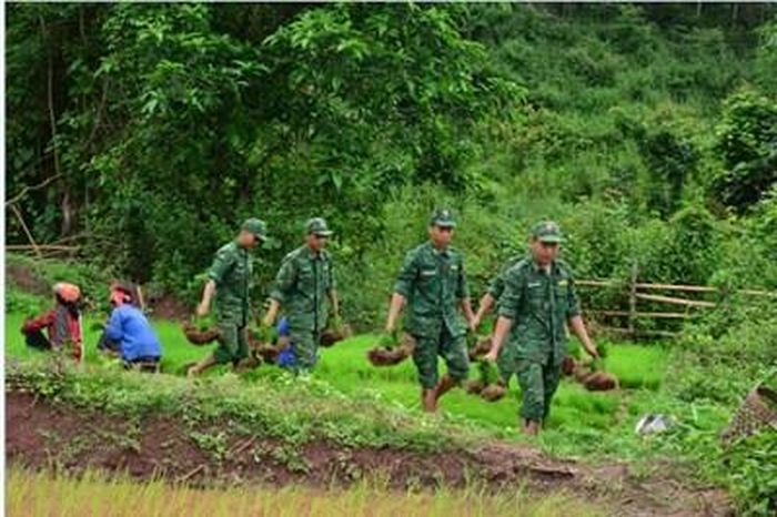 Bộ đội Biên phòng giúp dân trồng lúa nước.