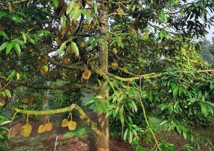 Vườn sầu riêng của gia đình anh P. đang chuẩn bị cho thu hoạch thì bị kẻ gian phá hoại