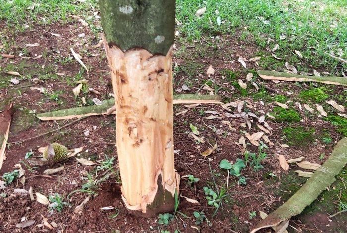 Một gốc sầu riêng nhà anh P. bị kẻ gian ken gốc