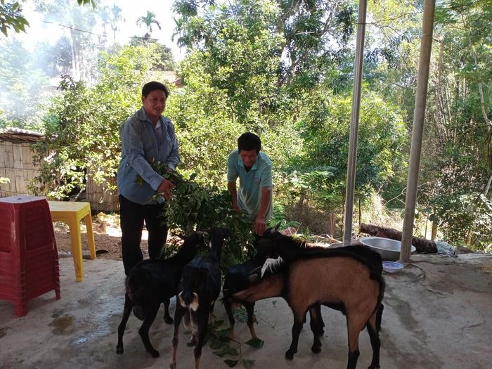 Nuôi dê để tận dụng nguồn thức ăn sẵn có ở miền núi là hướng chăn nuôi mới của gia đình anh Đinh Văn Kia. Ảnh tư liệu (minh họa): hoinongdanquangngai.org.vn