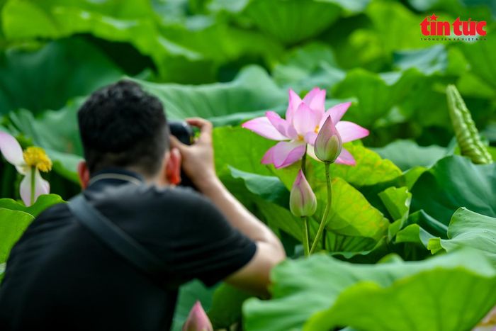 Mùa sen nở cũng là lúc các thợ ảnh vào mùa bội thu.