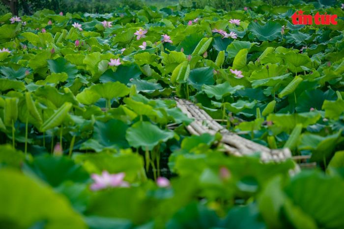 Chiếc cầu tre lấp ló dưới lá sen.