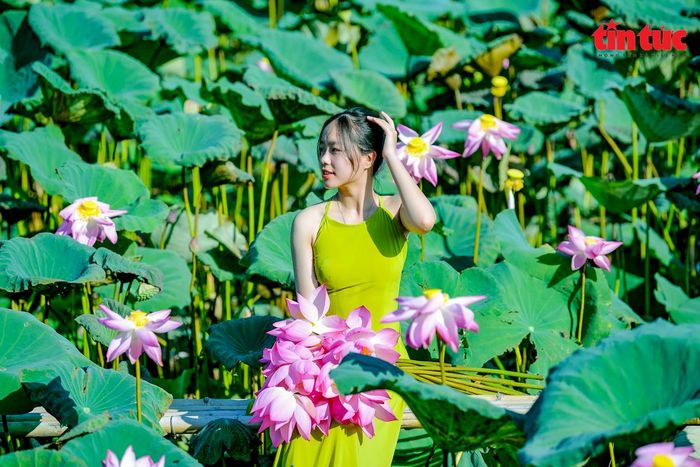 Mật độ sen dày đặc giúp các bạn trẻ thêm nhiều góc chụp ảnh đẹp.
