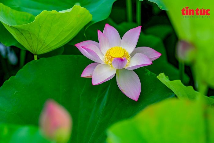 Cánh sen hồng bung nở giữa tiết trời oi bức của mùa hạ.