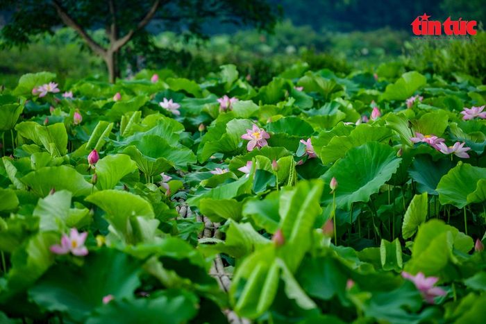 Anh Dương Văn Đạt, chủ nhân đầm sen cho biết, hoa sen tại đây luôn là hoa nở đầu tiên trong các đầm tại khu vực Hà Nội.