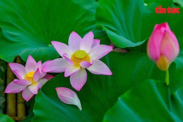 Để hái được những bông sen đẹp và tươi nhất, người hái sen thường phải dậy từ 3 – 4 giờ sáng khi sương vẫn còn đọng trên lá.