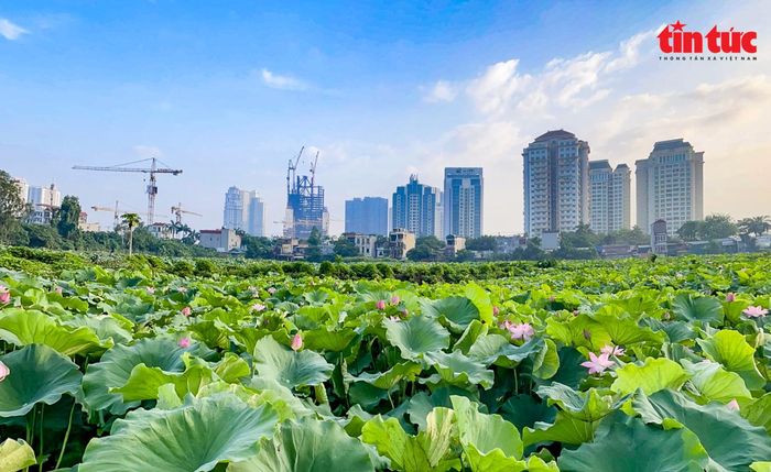 Đầm sen Xuân Đỉnh nằm ở ngõ 408 đường Xuân Đỉnh (phường Xuân Đỉnh, quận Bắc Từ Liêm, Hà Nội); được coi là một trong những đầm sen lâu đời và có diện tích rộng gần 3 ha.