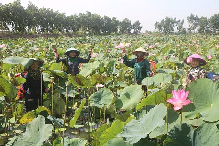 Nông dân thu hoạch sen ở xã Hưng Thạnh, huyện Tháp Mười (Ảnh tư liệu)