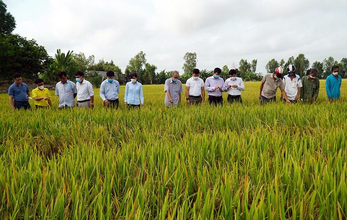 Việc liên kết trồng lúa của các HTX ở Tri Tôn với doanh nghiệp được kỳ vọng nâng cao đời sống cho nông dân địa phương.