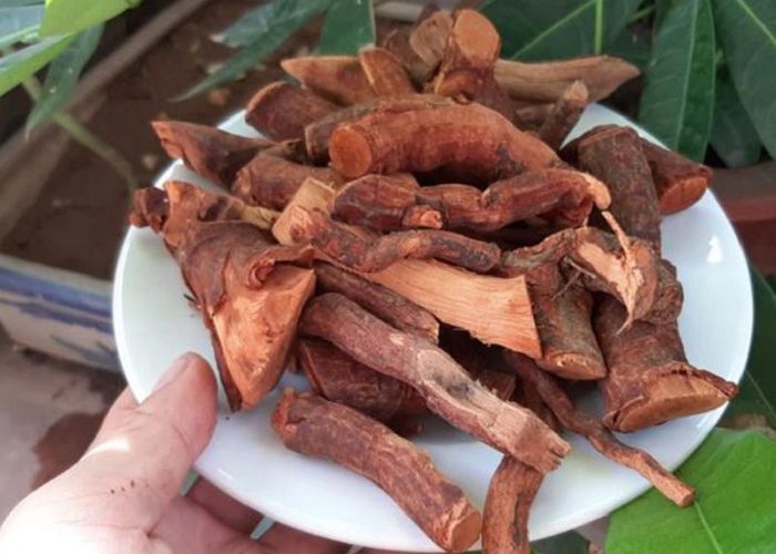 Rễ và thân cây mú từn hiện được bán khá nhiều trên thị trường. Ảnh: Suckhoedoisong.vn