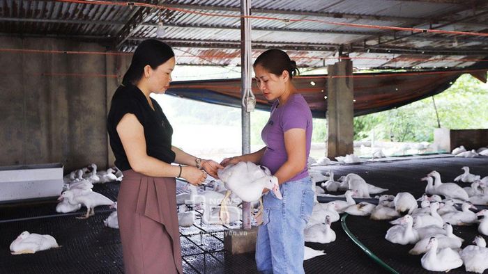 Một mô hình phát triển kinh tế do phụ nữ làm chủ ở phường Nam Tiến (TP. Phổ Yên).