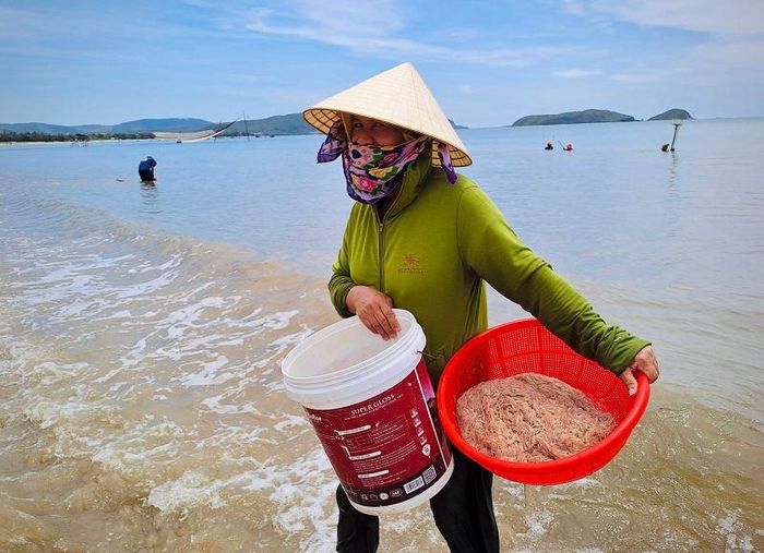 Với giá bán 10.000 - 15.000 đồng/kg ruốc tươi, ngư dân có nguồn thu nhập đáng kể.