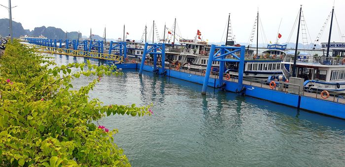 Tới trưa 17/7, nhiều tàu đưa khách tham quan vịnh đã "yên vị" trong âu tàu Cảng tàu khách quốc tế Hạ Long.