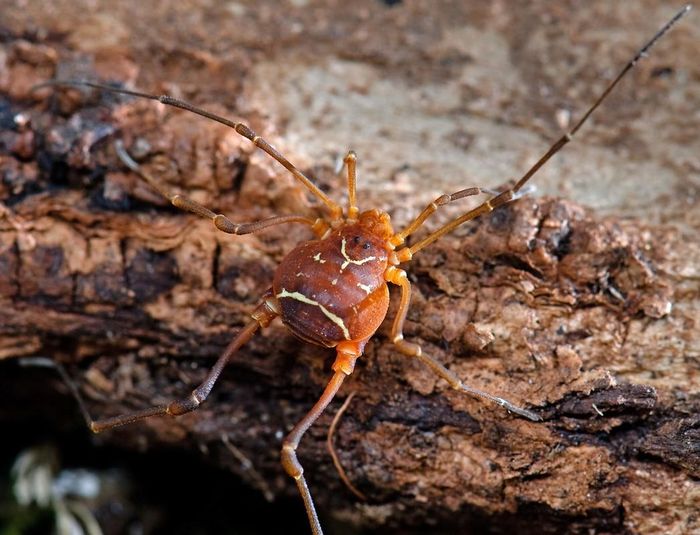 Chôm chôm Say (Vonones sayi) dài 1 cm, phân bố ở phía Đông nước Mỹ. Loài vật này nhìn giống nhện nhưng có quan hệ gần với bọ cạp hơn. Chúng có cơ thể không phân chia và không có nọc độc, có thể tiết ra chất có mùi khó chịu để xua đuổi các động vật săn mồi.