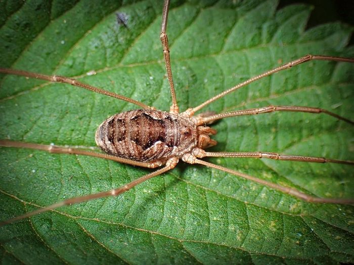 Chôm chôm sừng (Phalangium opilio) dài 4-9 mm, phổ biến ở lục địa Á - Âu và Bắc Mỹ. Hàm của con đực loài này có sừng nhô ra rất đặc trưng.