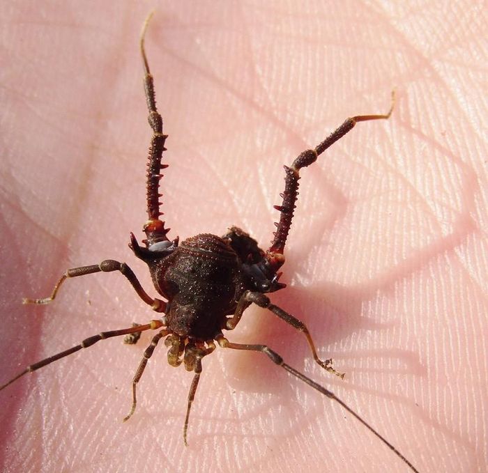 Chôm chôm gai (chi Discocyrtus) dài 1-1,5 cm, phân bố ở Nam Mỹ. Các loài chôm chôm trong chi này sống dưới các tảng đá và khúc cây đổ trong rừng. Chúng có chân sau đầy gai để tự về trước các loài săn mồi.