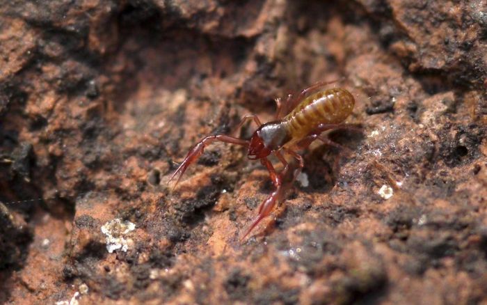 Bọc cạp giả đầu rộng (Chthonius ischnocheles) dài 2 mm, phân bố ở châu Âu. Sống ở khu vực khô cằn, loài này thường hoạt động vào ban đêm và tránh ánh sáng mặt trời trực tiếp. Chúng ăn các con mồi nhỏ như ký sinh trùng, côn trùng và giun.