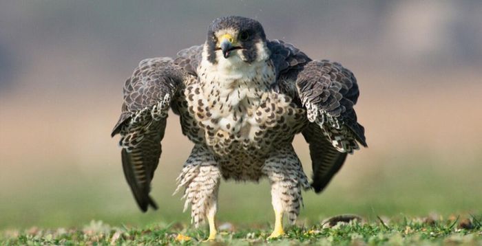 Chim ưng Peregrine có đôi cánh màu xanh lam và xám, những thanh màu đen trên lưng và phần dưới nhợt nhạt. Chúng có khuôn mặt trắng với một sọc đen trên mỗi má và đôi mắt to, đen.