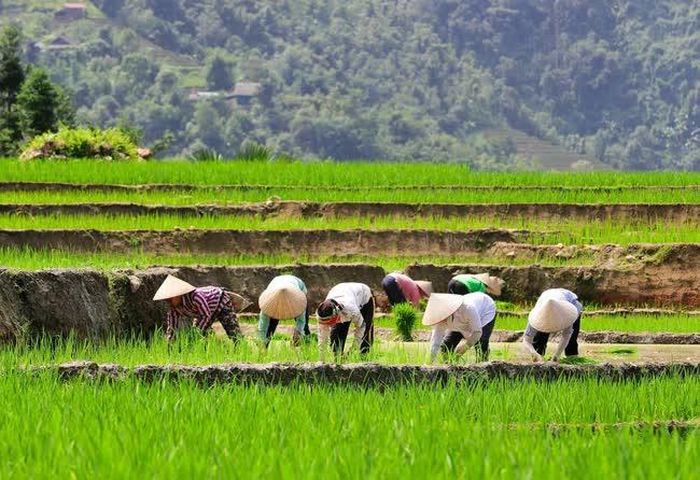 Người dân tranh thủ cấy lúa khi có nước về