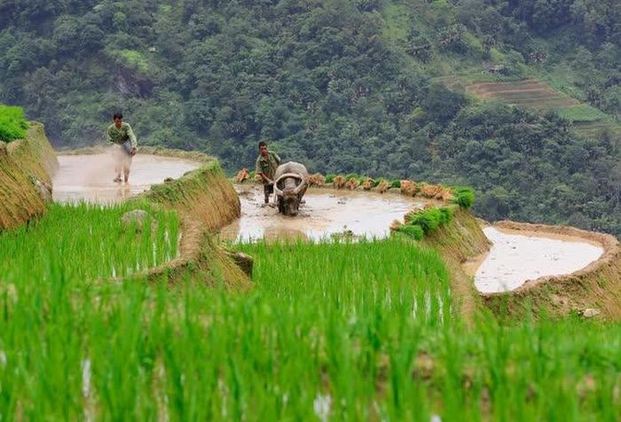Khi nước đổ đầy ắp các khoanh ruộng cũng là lúc người dân làm đất, cấy lúa