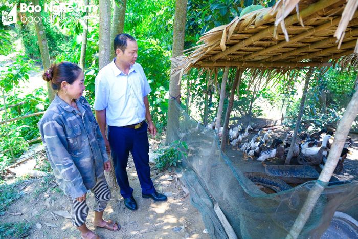 Với sự hỗ trợ của các cấp, ngành, hiện nay, xã Bình Chuẩn đã có “đà” để vững bước đi lên trong công cuộc xóa đói, giảm nghèo. Xã đã và đang tập trung chỉ đạo người dân đưa các loại cây, con có hiệu quả kinh tế cao vào sản xuất, chăn nuôi, nâng cao hiệu quả trên diện tích đất. Ảnh: Đình Tuyên