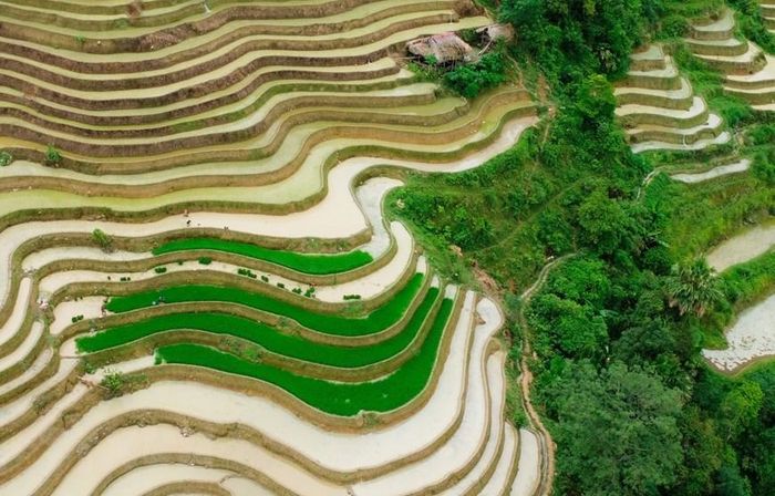  Những khoanh ruộng bậc thang được đổ đầy ắp nước như những tấm gương phản chiếu đất trời. (Ảnh: Nam Thái/TTXVN)