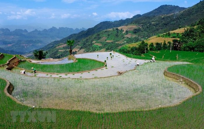  Người dân cấy lúa khi có nước về. (Ảnh: Nam Thái/TTXVN)