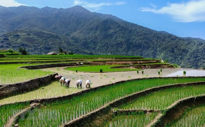  Người dân tranh thủ cấy lúa khi có nước về. (Ảnh: Nam Thái/TTXVN)