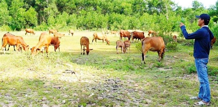 Mô hình nuôi bò vùng gò đồi của anh Hoàng Tuấn đem lại hiệu quả kinh tế cao
