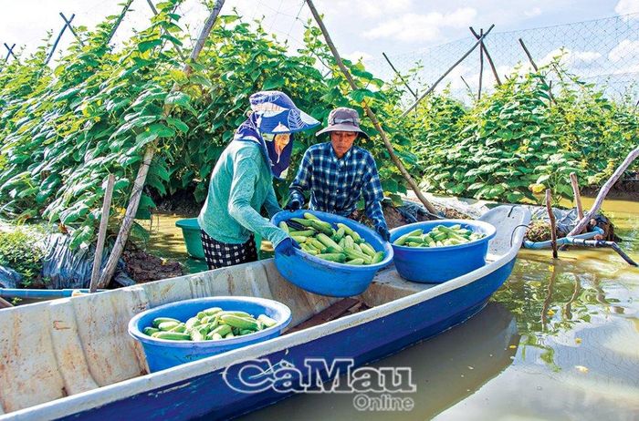 Dưa leo trồng hữu cơ không chỉ an toàn cho sức khỏe người tiêu dùng mà sản lượng còn cao hơn, mang lại lợi nhuận nhiều hơn cho người trồng.