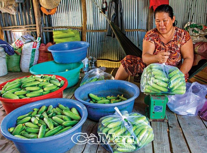 Dưa được phân loại trước khi mang ra chợ đầu mối ở Phường 7.