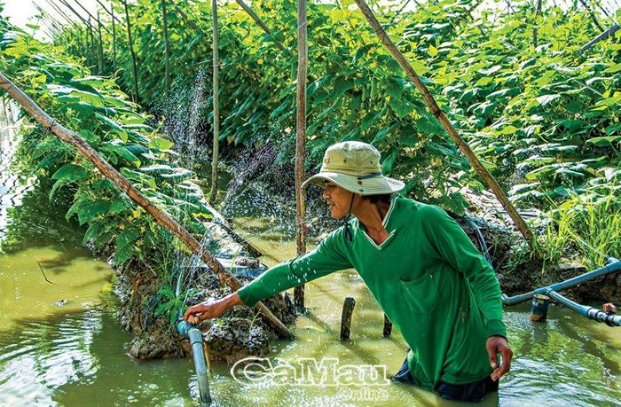 Hệ thống tưới nước được âm dưới mặt đất.