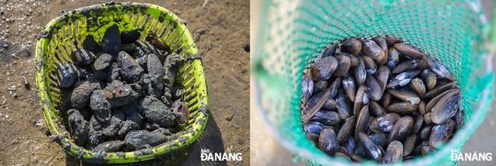 Hiện tại, 1 kg sò phi chưa qua làm sạch bán với giá 50.000 - 70.000 đồng; khi lọc ruột sẽ bán với giá 120.000 - 150.000 đồng/kg, tùy kích cỡ.