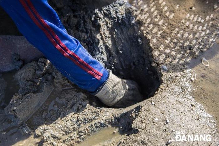 Loại hải sản này thường sống ở độ sâu 20 - 25cm dưới lớp bùn.