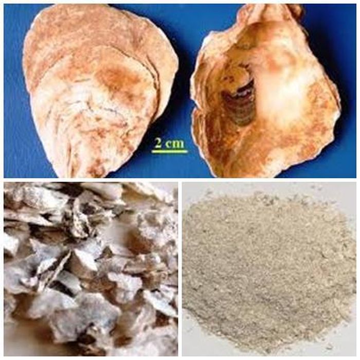 Mẫu lệ vị thuốc chữa mồ hôi trộm do cơ thể suy yếu