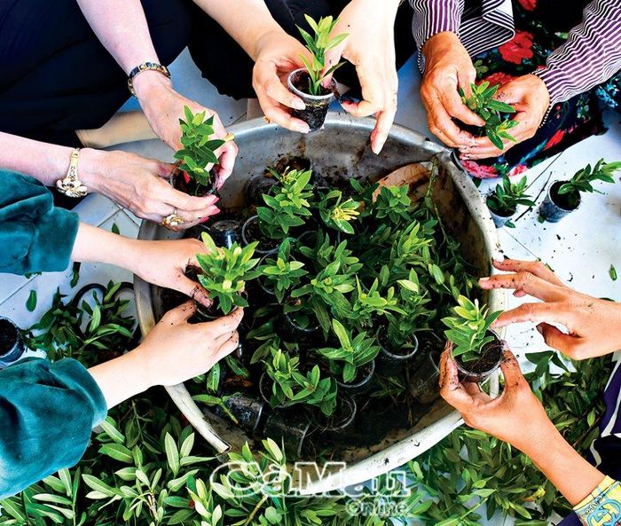 Các chị tỉ mỉ cắt tỉa bớt lá bông trang, ngâm qua dung dịch kích rễ, rồi giâm vào ly nhựa đựng đất trồng.