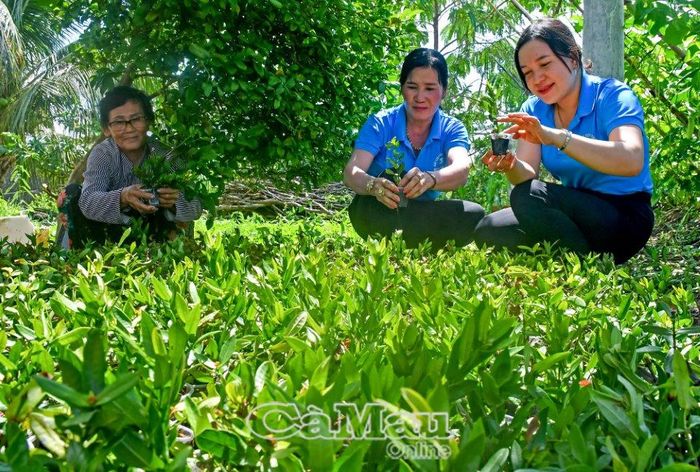 Khu vườn ươm gần 30 ngày của Chi hội Phụ nữ ấp Mỹ Ðiền, với gần 2 ngàn cây bông trang giống.