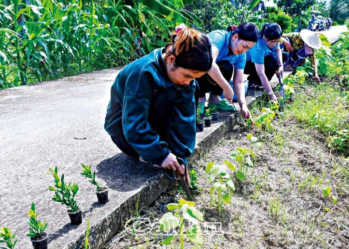 Ngoài tặng bông trang giống cho người dân, các chị còn cùng nhau trồng theo những tuyến lộ không có nhà dân hoặc bà con đi làm ăn xa.