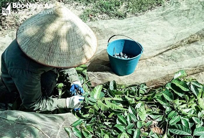  Có những cây năm ngoái đạt từ 1,2 - 1,5 tạ quả thì năm nay chỉ được khoảng 50-70kg quả chín. Ảnh: Thanh Phúc 