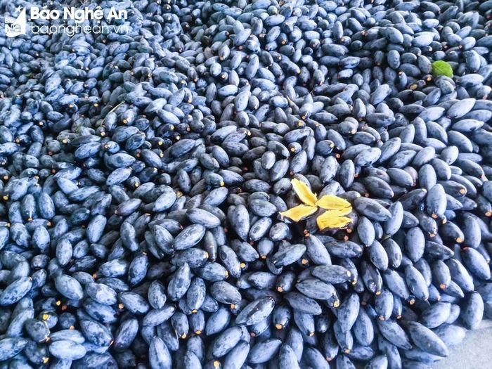  Giá trám hiện dao động từ 110-140.000 đồng/kg. Ảnh: Thanh Phúc 