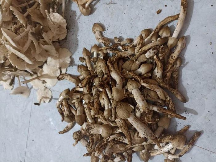 Giá nấm mối dao động từ 400.000 đến 800.000 đồng/kg, tùy loại, cũng có nơi giá tới hơn 1 triệu dồng/kg nhưng không có để bán. Ảnh: Kinhtedothi