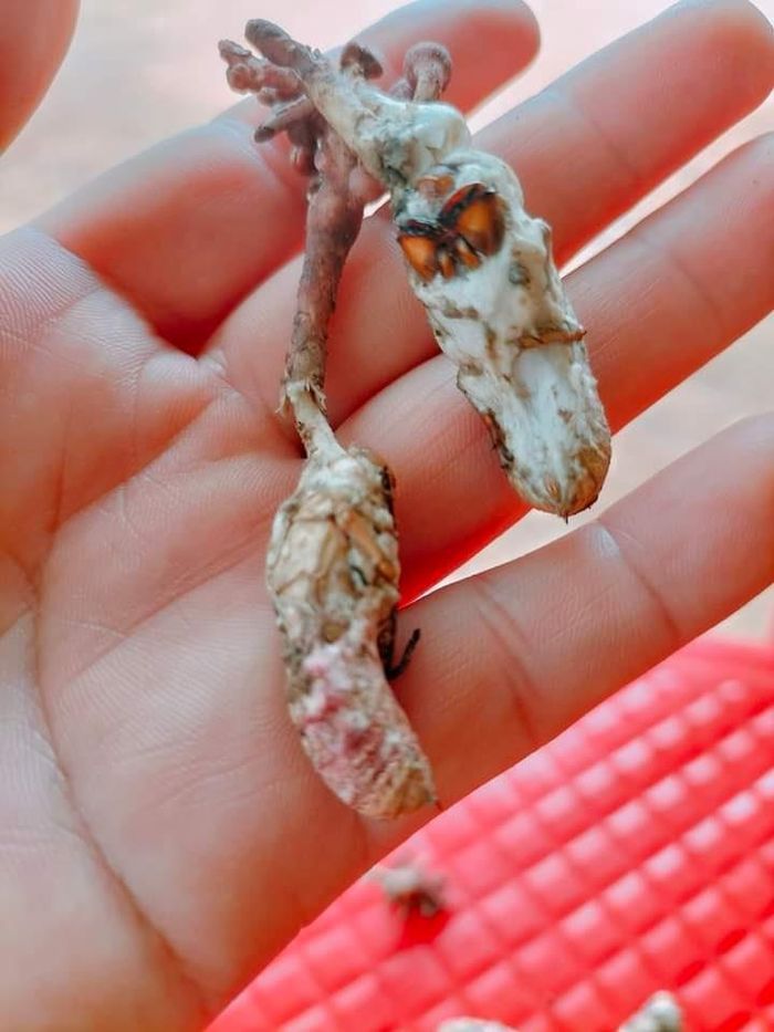 Nấm độc mọc từ xác ve sầu. Ảnh: Lê Hường