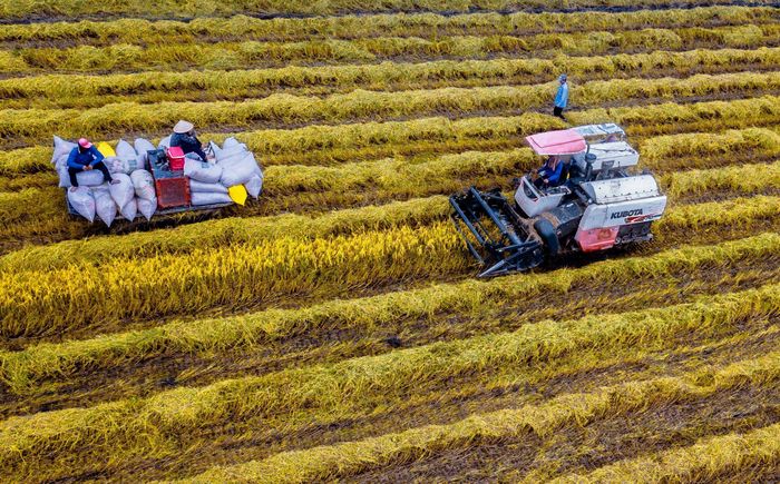 Giá lúa gạo tăng, nông dân Đồng bằng sông Cửu Long phấn khởi.