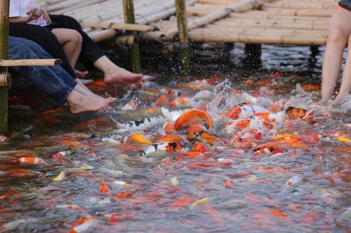 Cá Koi dưới hồ chủ yếu là cá nhỏ